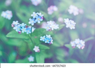 Beautiful Colorful Fairy Dreamy Magic Small Blue Forget-me-not Flowers, Blurry Background, Toned With Filters And Light Leak, Soft Selective Focus, Macro Closeup Nature With Lens Flare
