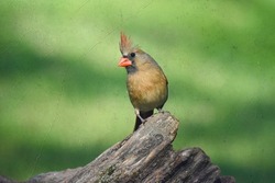Beautiful, Colorful Female Cardinal Bird Perching On Old Stump, Searching For Food Before Sunset-Special Effect Overlayer; Old Photos-Kentucky, Urban Wildlife Photography