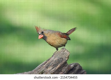 Beautiful, Colorful Female Cardinal Bird Perching On Old Stump, Searching For Food Before Sunset, Special Effect Overlay; Cloth Canvas-Kentucky, Urban Wildlife Photography