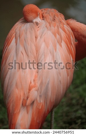  beautiful and colorful flamingo posing for a macro photo,