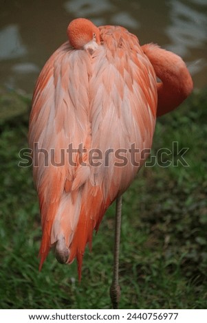  beautiful and colorful flamingo posing for a macro photo,