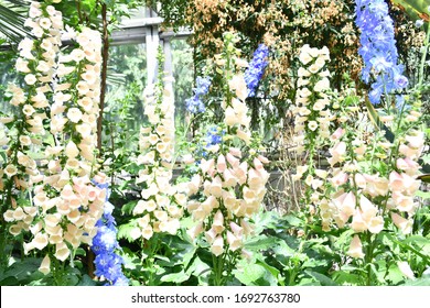 Beautiful Colorful Flowers In Allan Gardens