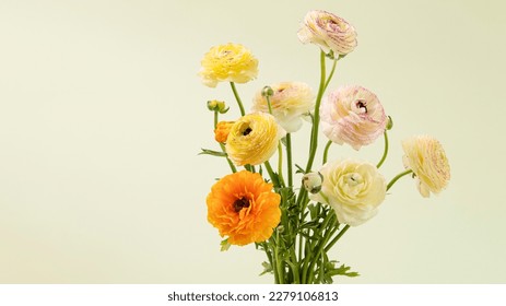 Beautiful colorful flowers, buds, delicate petals. Stylish bouquet. Postcard with natural flowers. Studio lime background. Copy space.  Nobody. Horizontal banner. - Powered by Shutterstock