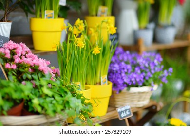 Beautiful Colorful Flowers Sold On Outdoor Flower Shop In Paris, France