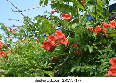 Beautiful colorful flowers, vibrant nature of a home garden. Orange, yellow flowering flowers Campsis, trumpet creeper or trumpet vine with green leaves. - Powered by Shutterstock