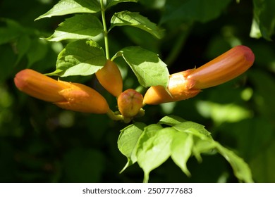 Beautiful colorful flowers, vibrant nature of a home garden. Orange, yellow flowering flowers Campsis, trumpet creeper or trumpet vine with green leaves. - Powered by Shutterstock