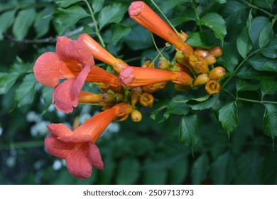 Beautiful colorful flowers, vibrant nature of a home garden. Orange, yellow flowering flowers Campsis, trumpet creeper or trumpet vine with green leaves. - Powered by Shutterstock