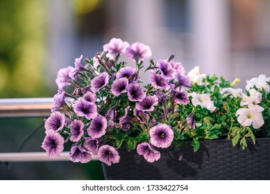 Beautiful colorful of freshness petunias flower in yellow, red and violet blossom and growth in pot near window outside, balcony decorated in summer season. Flower 's balcony decor home concept.