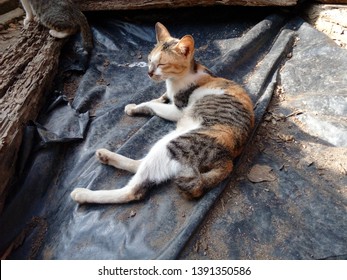 Cat Mating Season Images, Stock Photos u0026 Vectors  Shutterstock