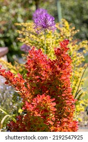 Beautiful Colorful Garden, Red Barberry Shrub Also Known As Barberry