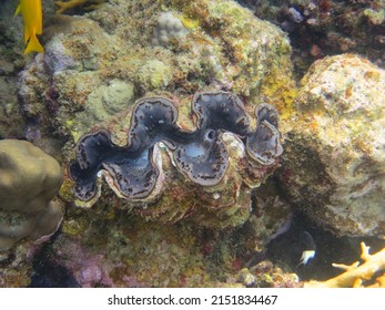 Beautiful Colorful Giant Clam Red Sea Stock Photo 2151834467 | Shutterstock