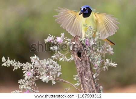 Beautiful and Colorful Green Jay in Southern Texas near the Rio Grande River. USA