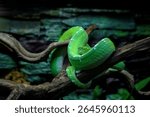 Beautiful colorful Green tree python or Chondro python (morelia viridis) climbing on brown dry wood and look at camera. This snake discovered in Aru Island of Papua New Guinea.