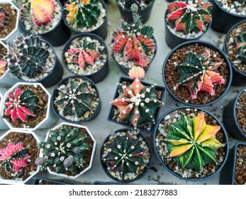 Beautiful Colorful Gymnocalycium cactus on pot in the garden.Selective focus Variegated Gymnocalycium mihanovichii.