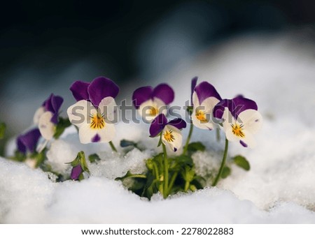 Beautiful colorful horned pansy flowers at springtime in garten with snow. (Viola cornuta) Soft selective focus. Copy space.