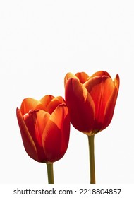 Beautiful Colorful Isolated  Tulips Flower In Spring Time Garden