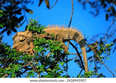 a beautiful colorful lizard crawled to the top of a tree to rest