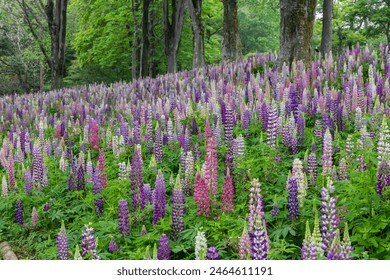 Beautiful and colorful lupine herds in the garden. - Powered by Shutterstock