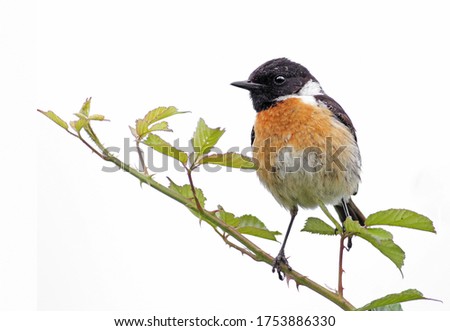 Beautiful and colorful male stonechat (Saxicola rubicola) standing on a branch isolated in a white background. Stunning exotic bird background with vibrant orange colors. Spain, Europe. 