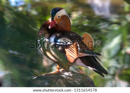 Beautiful colorful mandarin duck in water  enjoying in park