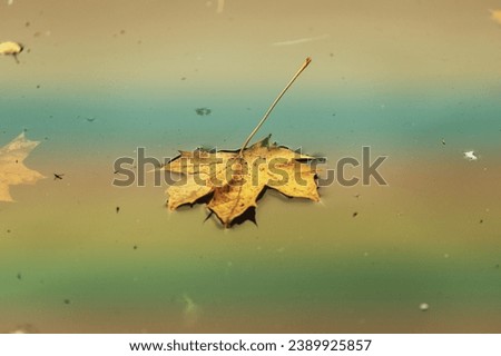 Image, Stock Photo leaf Nature Plant Autumn