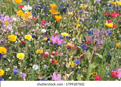beautiful colorful meadow of wild flowers