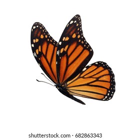 Beautiful Colorful Monarch Butterfly Isolated On Stock Photo 682863349 