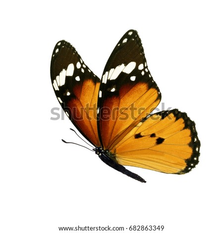 Beautiful colorful monarch butterfly isolated on white background.