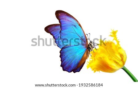 Beautiful colorful morpho butterfly on a flower on a white background. Tulip flower in water drops isolated on white. Tulip bud and butterfly.