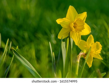 Beautiful colorful narcissus or Daffodil close up evening light. Narcissus is a genus of predominantly spring perennial plants of the amaryllis family, Amaryllidaceae.
