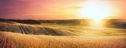 Beautiful Colorful Natural Panoramic Landscape With A Field Of Ripe Wheat In The Rays Of Setting Sun. Natural Sunset In Golden And Pink Colors.