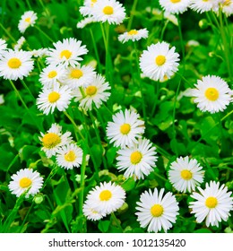 Beautiful Colorful Nature Spring Flower Background With Selective Focus. Time Of Flowering Daisies. White Marguerite Flowers Growing The Green Meadow. Top View. Square Wallpaper