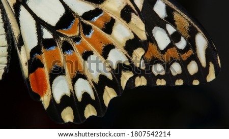 Beautiful and colorful Papilio Demoleus butterfly wings on a dark background
