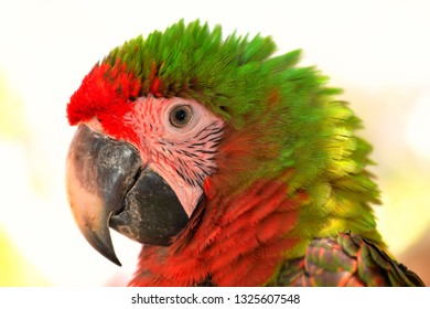 346 Tropical parot Images, Stock Photos & Vectors | Shutterstock