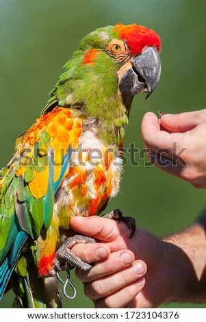 Beautiful colorful parrot, Macaw sitting on a woman's hand