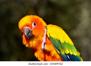 Beautiful And Colorful Parrot. Sun Parakeet