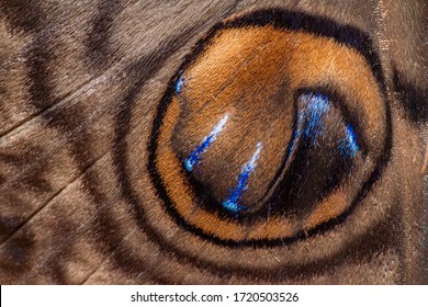 A Beautiful And Colorful Pattern Of The Owl Moth Wings With Iridescent Texture