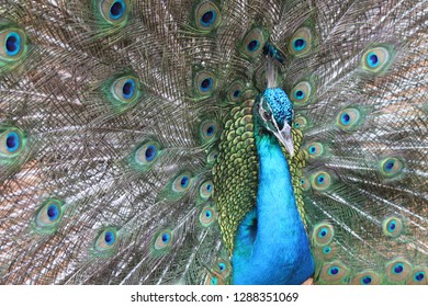 Beautiful and colorful Peacock