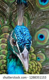 Beautiful and colorful Peacock