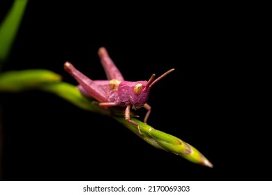 Beautiful colorful pink Grasshopper on dark, little grasshopper sitting on a blade of grass - Powered by Shutterstock