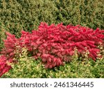 Beautiful, colorful - pink and red leaves of popular ornamental plant winged spindle, winged euonymus or burning bush (Euonymus alatus (thunb,) Siebold) 