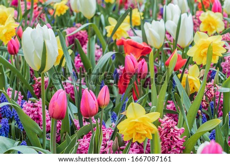 beautiful and colorful pink, white tulips, yellow nacrissus and other flowers with green leaves on the meadow in netherlands in april