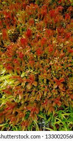 A Beautiful Colorful Plant In A Flower Farm In Kenya