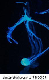Beautiful Colorful Poisonous Box Jellyfish Jellyfish Stock Photo ...
