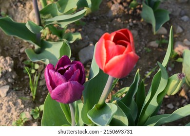 Beautiful colorful purple and red tulips during spring in a sunny day. Focus on purple tulip. Flowers in a garden close up. Petals, stem and soil.