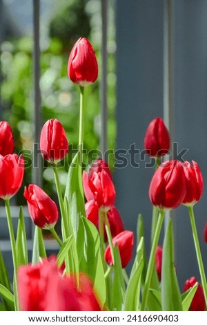 Beautiful colorful red tulip flowers bloom in spring garden.Decorative wallpaper with flower blossom in springtime.Beauty of nature poster.Vibrant natural colors.