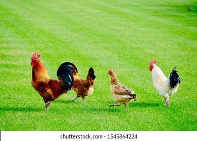 Beautiful colorful rooster in green grass. Big red cock. - Shutterstock ID 1545864224