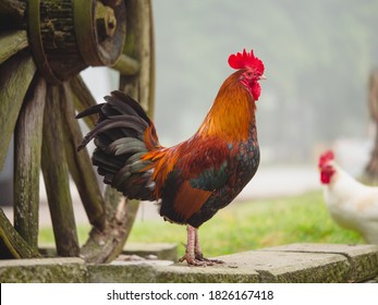 A Beautiful Colorful Rooster In Green Grass Field At A Farm.