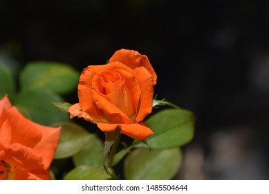 Beautiful Colorful Rose Close Up