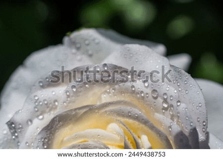 Beautiful colorful Rose with water drops on it